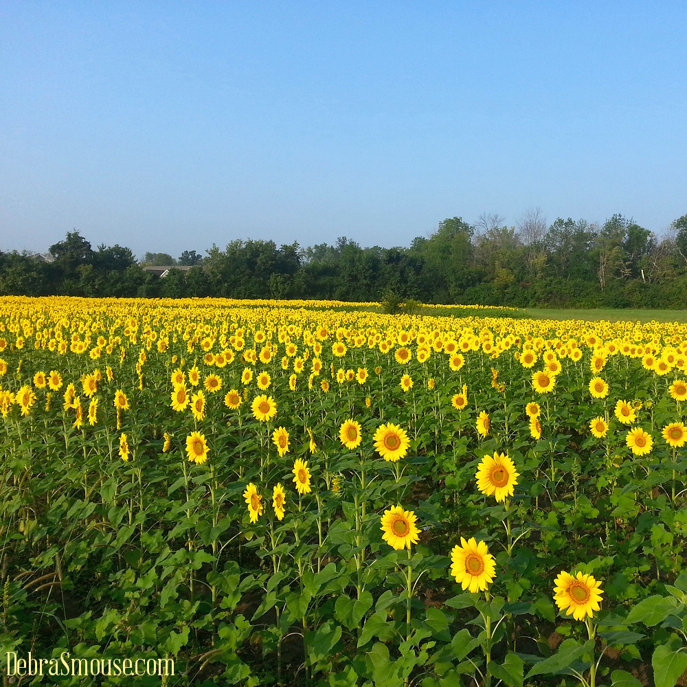 safe_sunflower_angle