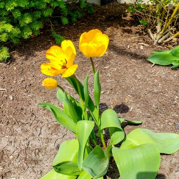 pretty tulips